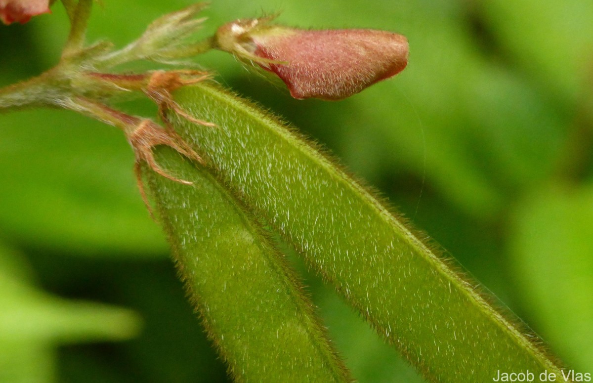 Tephrosia tinctoria (L.) Pers.